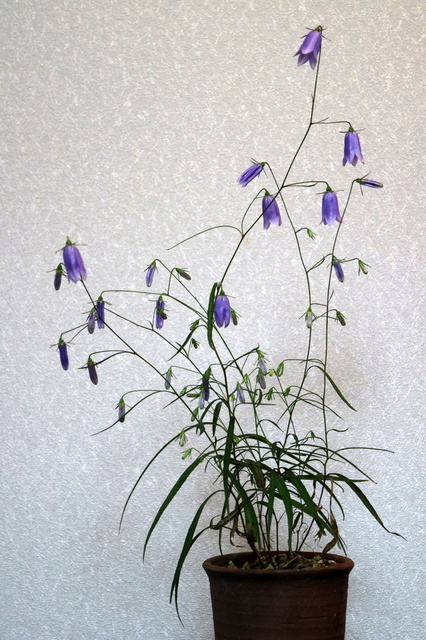 イワシャジン１.JPG