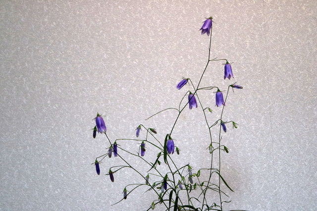 イワシャジン２.JPG