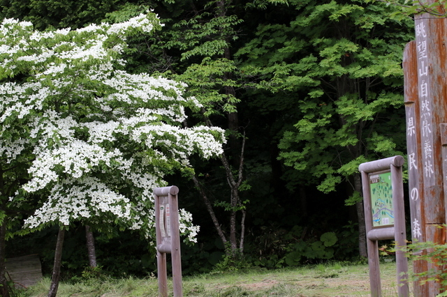 ヤマボウシ.JPG