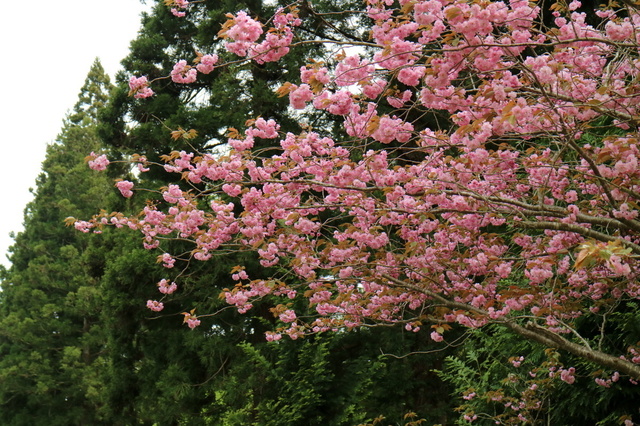 八重桜２.JPG