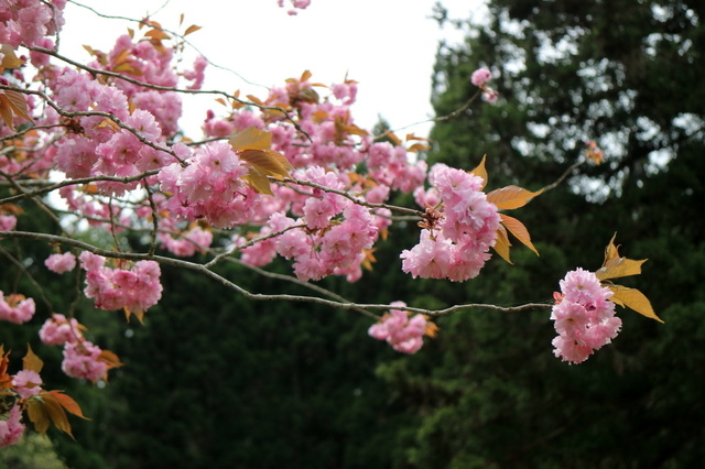 八重桜３.JPG