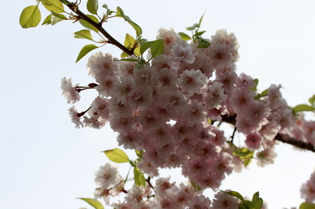 八重紅枝垂1.JPG