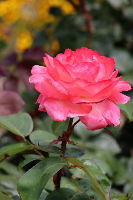夏薔薇１.JPG