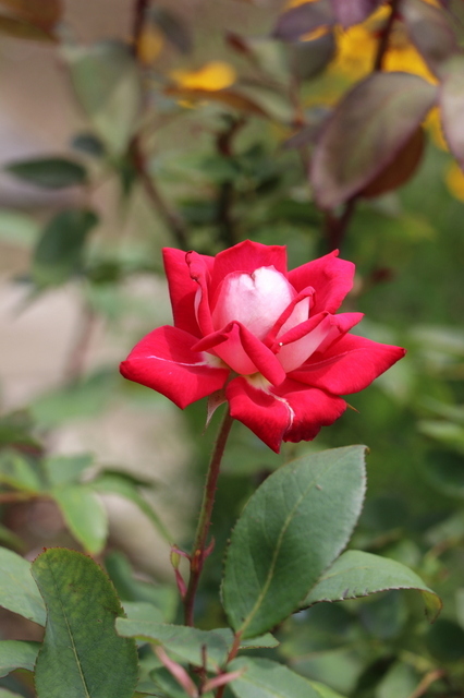 夏薔薇２.JPG