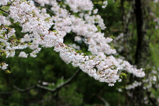 山桜３.JPG