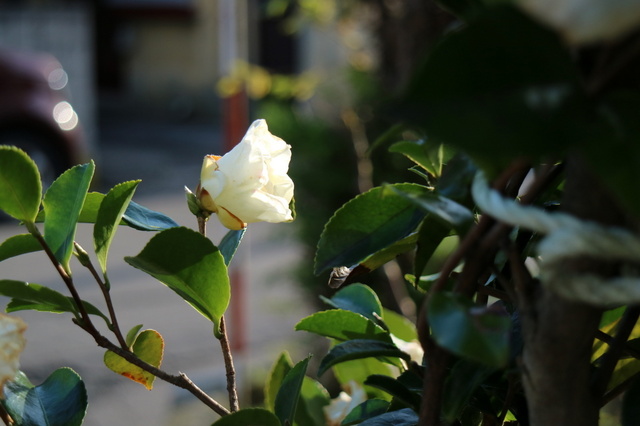 山茶花１.JPG