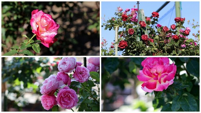 春薔薇Ⅳ.jpg