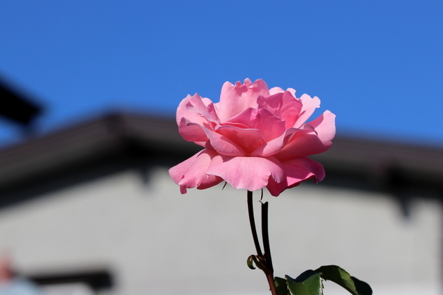 春薔薇Ⅳー１.JPG