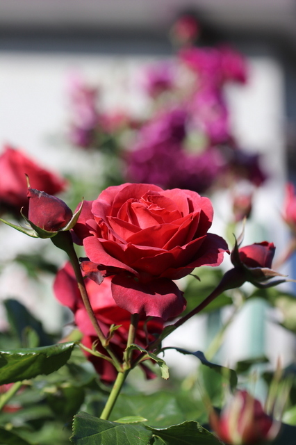 春薔薇Ⅳー２.JPG
