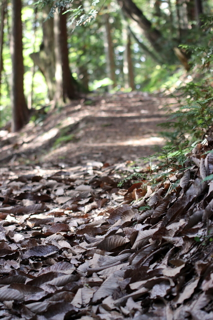 登山道.JPG