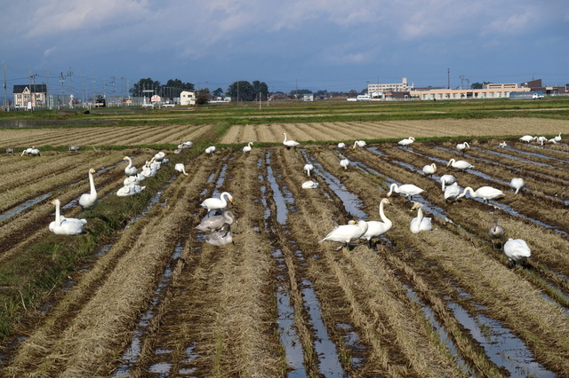白鳥２.JPG