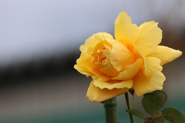 秋薔薇２.JPG