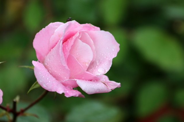秋薔薇３.JPG