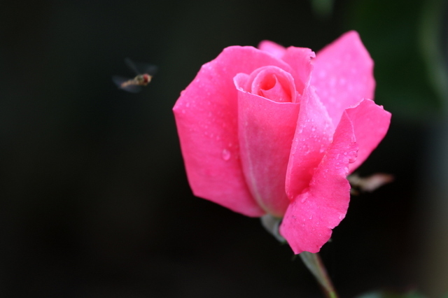 秋薔薇４.JPG