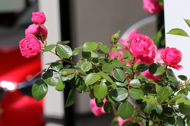 紅の薔薇１.JPG