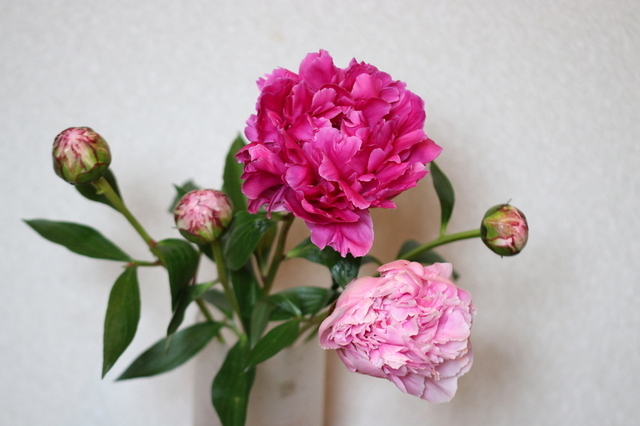 芍薬３.JPG