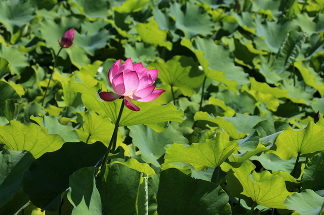 蓮華１.JPG