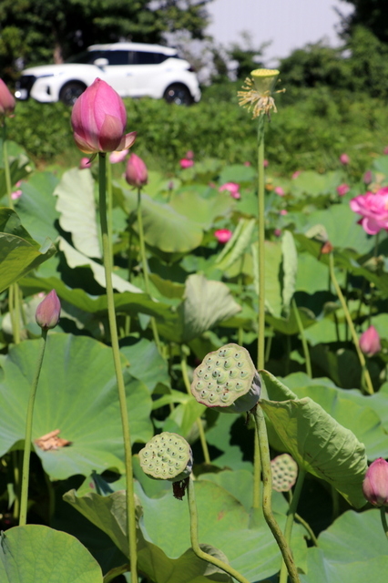 蓮華２.JPG