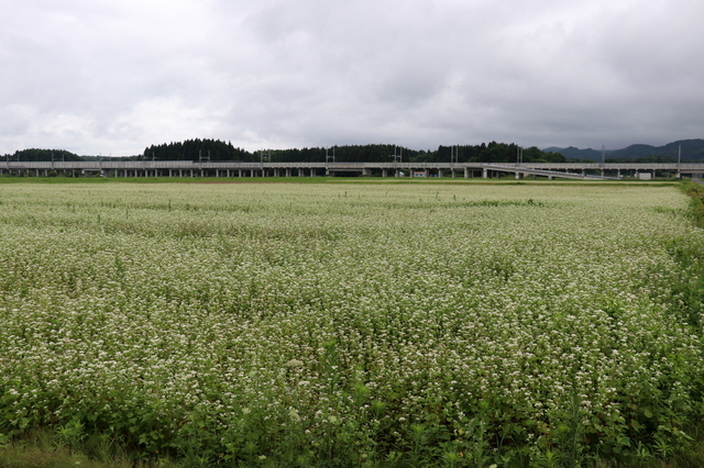 蕎麦１.JPG