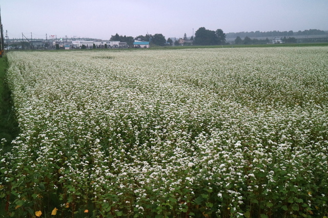 蕎麦３.JPG