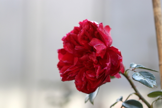 薔薇２.JPG