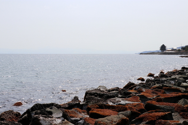 陸奥湾１.JPG