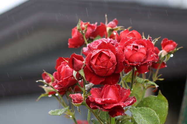 雨の薔薇２.JPG