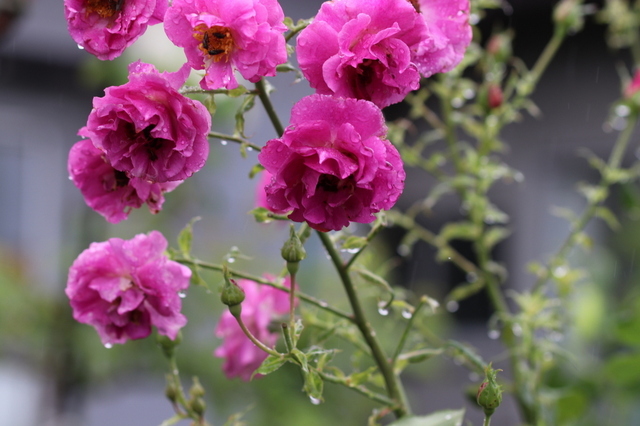雨の薔薇３.JPG