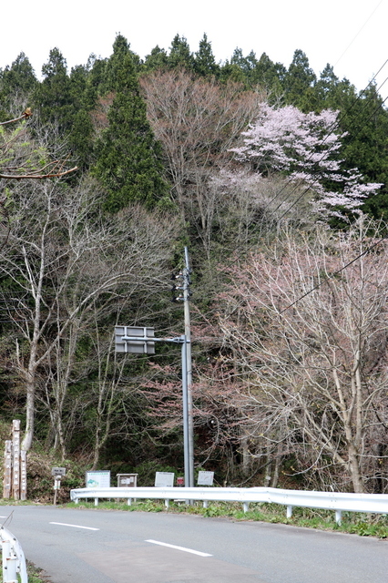 山桜.JPG