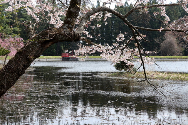 溜池の桜.JPG