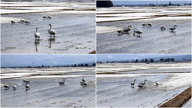 白鳥2025_03_15.jpg